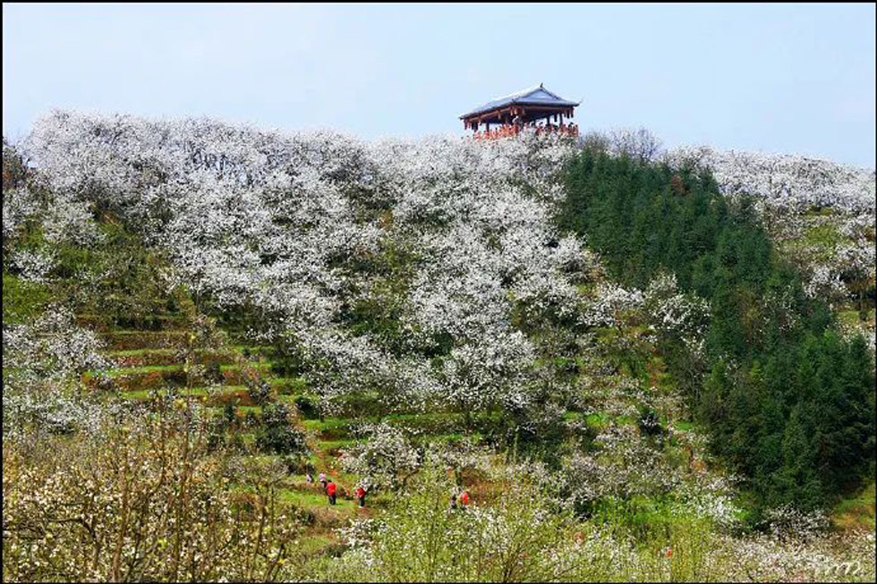 【春天，广西桂林灌阳县向您发出邀请！】我们在灌阳看梨花 - 游山玩水 - 大同生活社区 - 大同28生活网 dt.28life.net