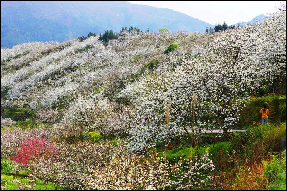 【春天，广西桂林灌阳县向您发出邀请！】我们在灌阳看梨花 - 游山玩水 - 大同生活社区 - 大同28生活网 dt.28life.net