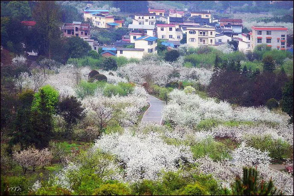 【春天，广西桂林灌阳县向您发出邀请！】我们在灌阳看梨花 - 游山玩水 - 大同生活社区 - 大同28生活网 dt.28life.net