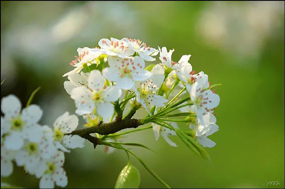 【春天，广西桂林灌阳县向您发出邀请！】我们在灌阳看梨花 - 游山玩水 - 大同生活社区 - 大同28生活网 dt.28life.net