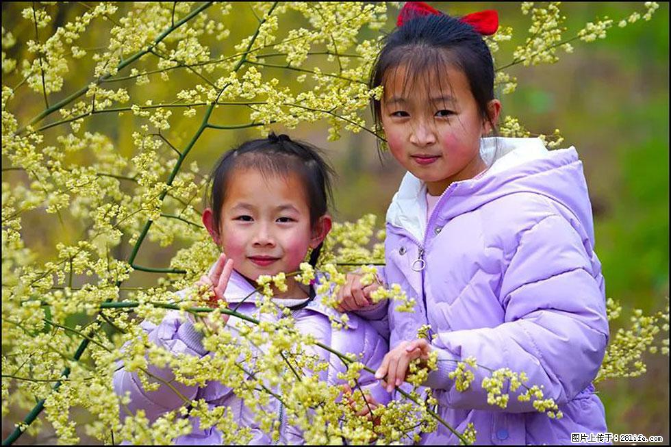 【春天，广西桂林灌阳县向您发出邀请！】米珠山前有片山苍子花在飘香 - 游山玩水 - 大同生活社区 - 大同28生活网 dt.28life.net