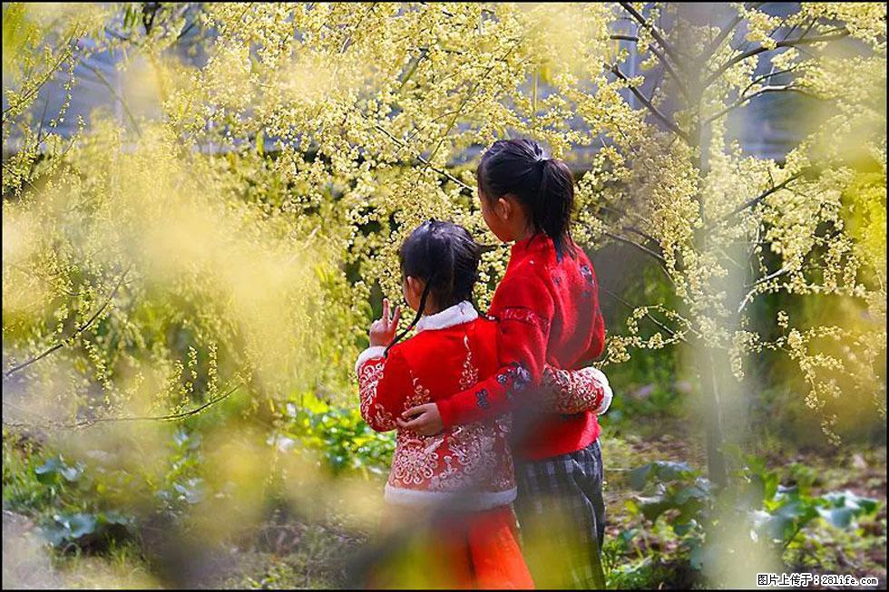 【春天，广西桂林灌阳县向您发出邀请！】米珠山前有片山苍子花在飘香 - 游山玩水 - 大同生活社区 - 大同28生活网 dt.28life.net