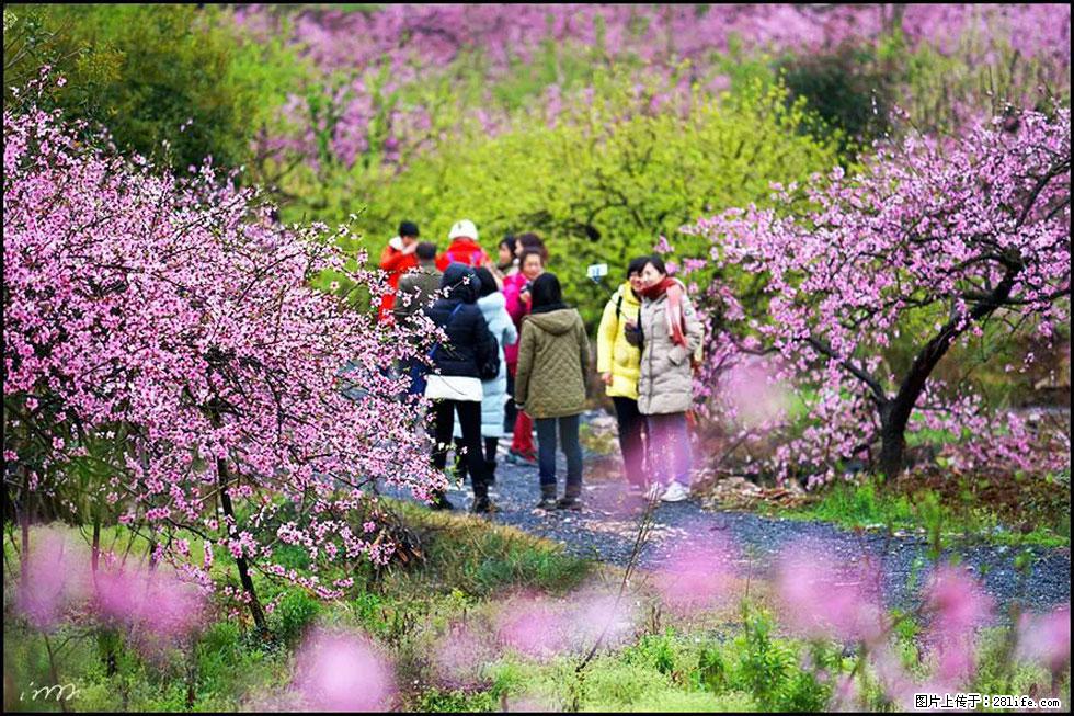 【春天，广西桂林灌阳县向您发出邀请！】官庄村有个醉美的桃花园 - 游山玩水 - 大同生活社区 - 大同28生活网 dt.28life.net