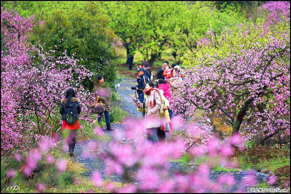 【春天，广西桂林灌阳县向您发出邀请！】官庄村有个醉美的桃花园 - 游山玩水 - 大同生活社区 - 大同28生活网 dt.28life.net