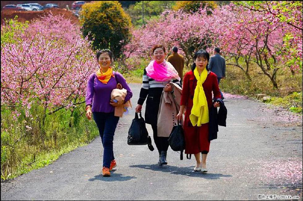 【春天，广西桂林灌阳县向您发出邀请！】官庄村有个醉美的桃花园 - 游山玩水 - 大同生活社区 - 大同28生活网 dt.28life.net
