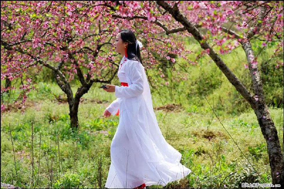 【春天，广西桂林灌阳县向您发出邀请！】官庄村有个醉美的桃花园 - 游山玩水 - 大同生活社区 - 大同28生活网 dt.28life.net
