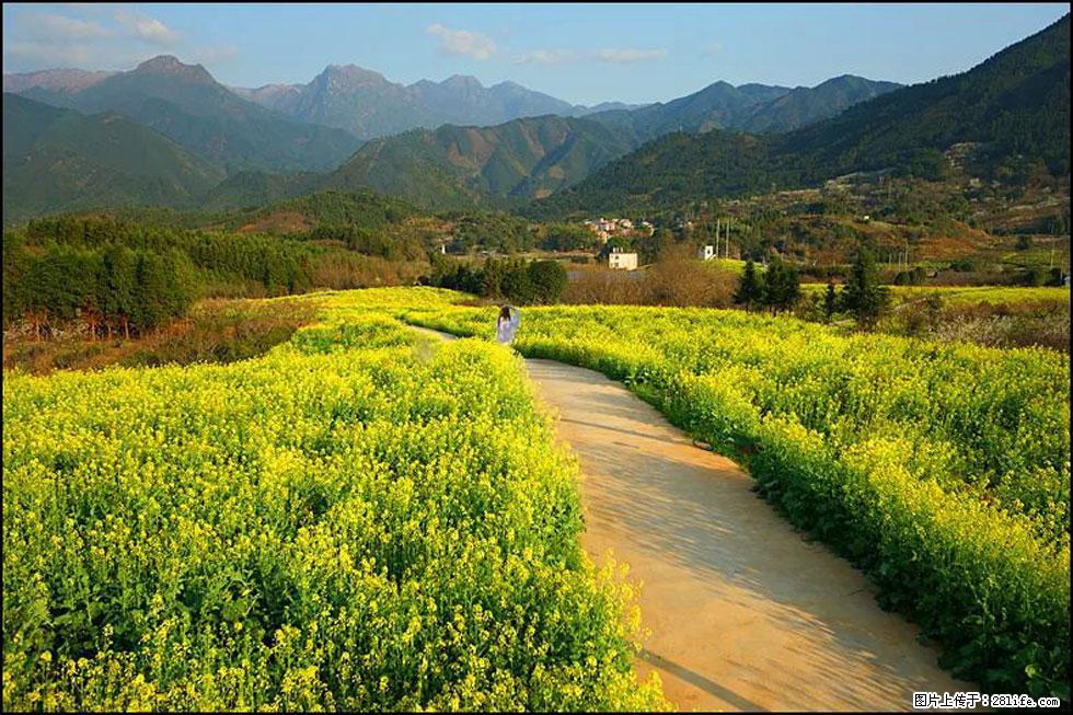 【春天，广西桂林灌阳县向您发出邀请！】长坪村油菜盛情花开 - 游山玩水 - 大同生活社区 - 大同28生活网 dt.28life.net