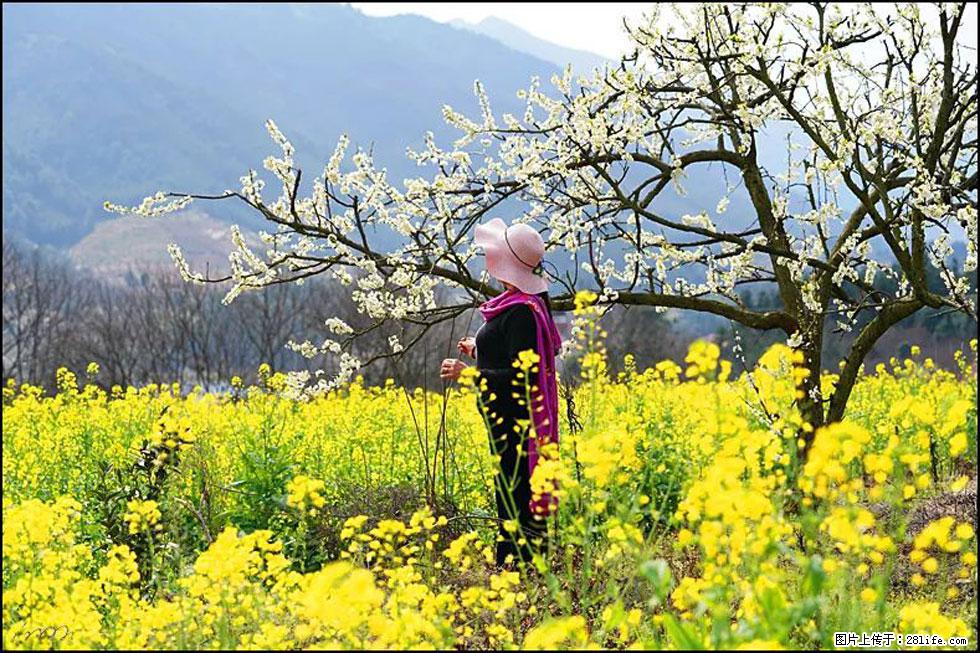 【春天，广西桂林灌阳县向您发出邀请！】长坪村油菜盛情花开 - 游山玩水 - 大同生活社区 - 大同28生活网 dt.28life.net