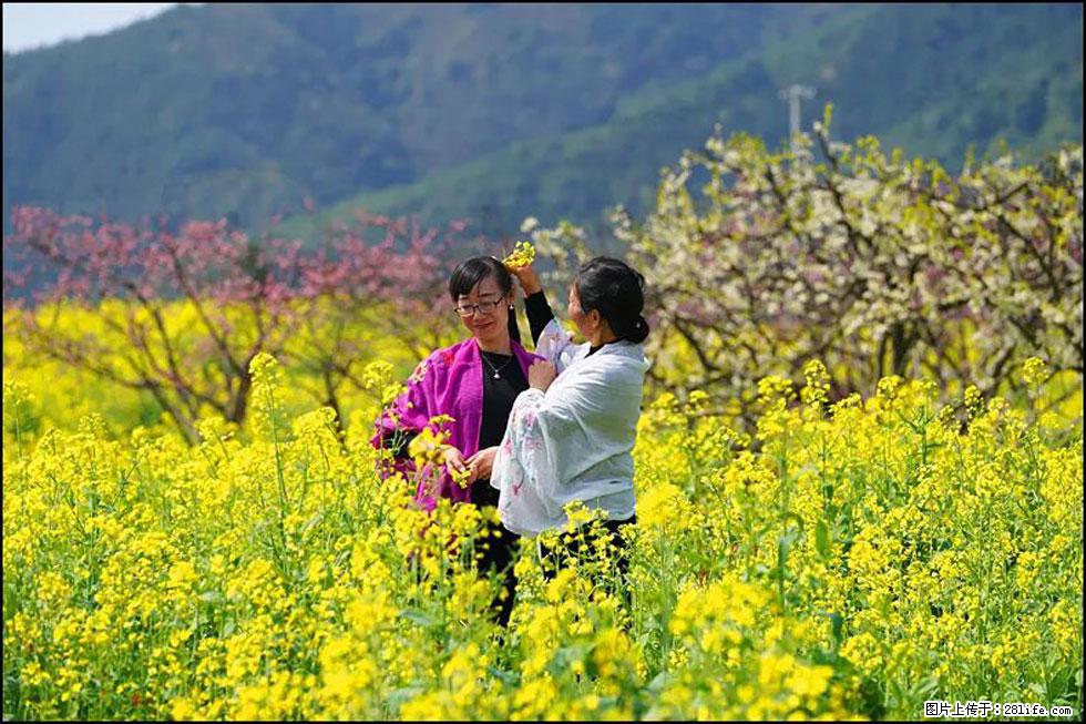 【春天，广西桂林灌阳县向您发出邀请！】长坪村油菜盛情花开 - 游山玩水 - 大同生活社区 - 大同28生活网 dt.28life.net