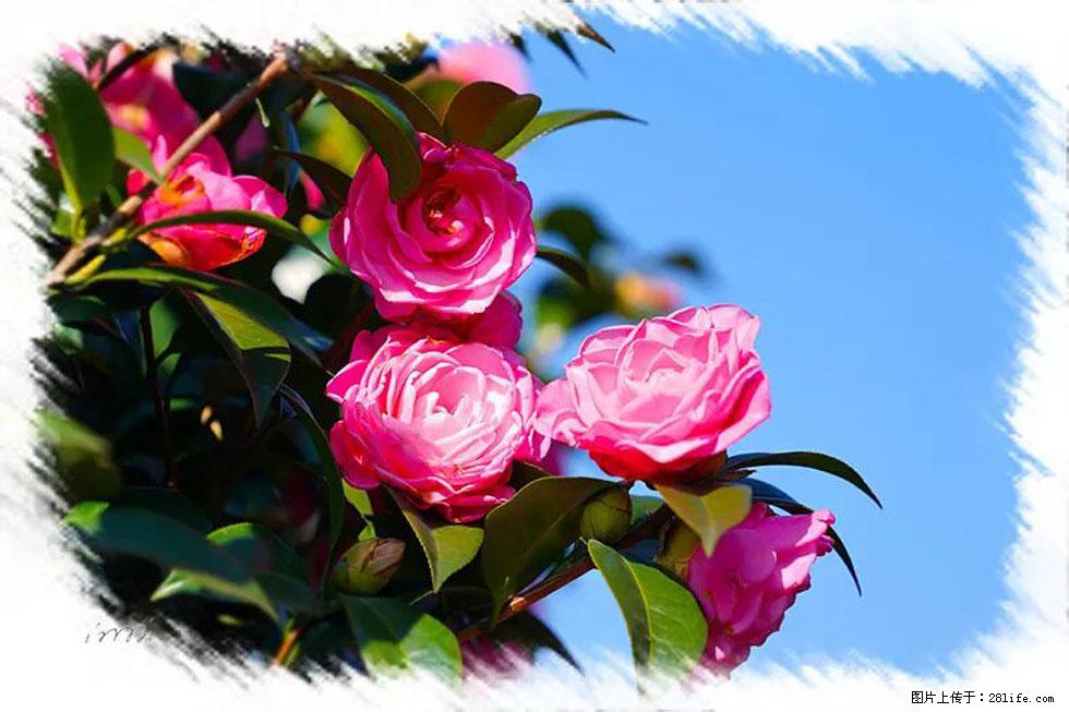 【春天，广西桂林灌阳县向您发出邀请！】杨柳井茶花惹人爱 - 游山玩水 - 大同生活社区 - 大同28生活网 dt.28life.net