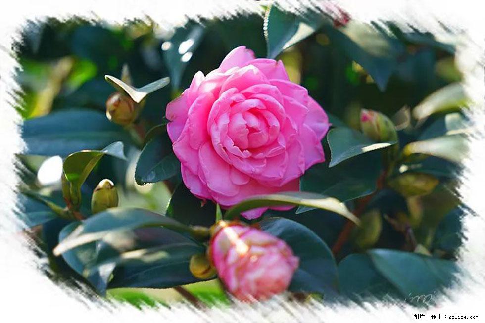 【春天，广西桂林灌阳县向您发出邀请！】杨柳井茶花惹人爱 - 游山玩水 - 大同生活社区 - 大同28生活网 dt.28life.net