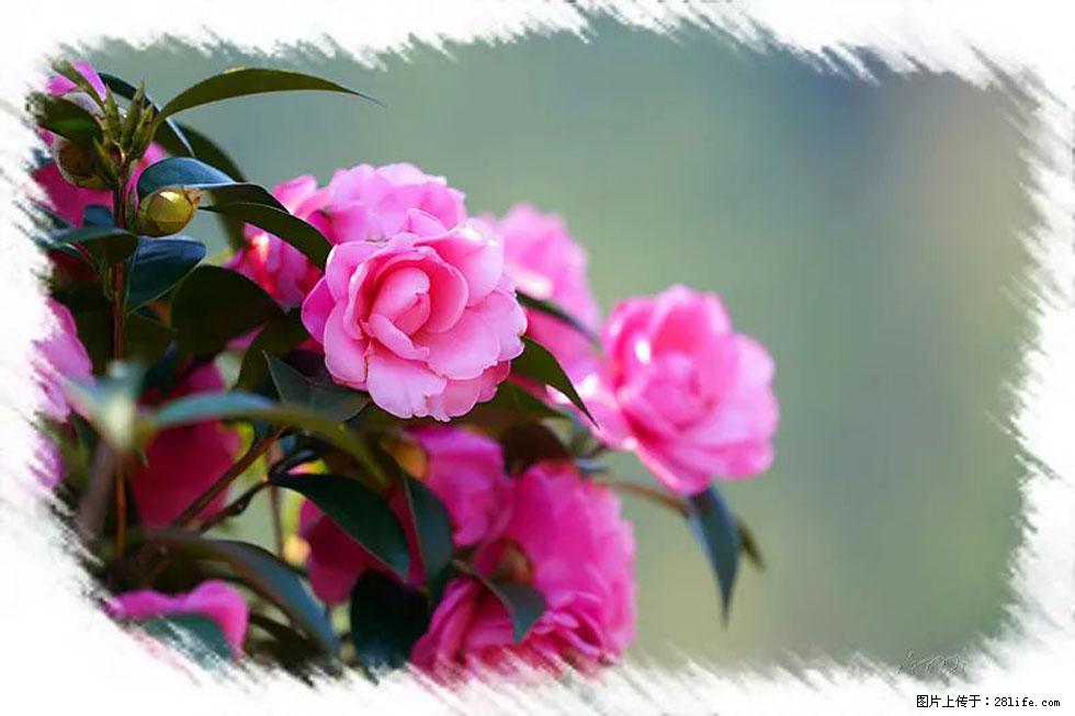 【春天，广西桂林灌阳县向您发出邀请！】杨柳井茶花惹人爱 - 游山玩水 - 大同生活社区 - 大同28生活网 dt.28life.net