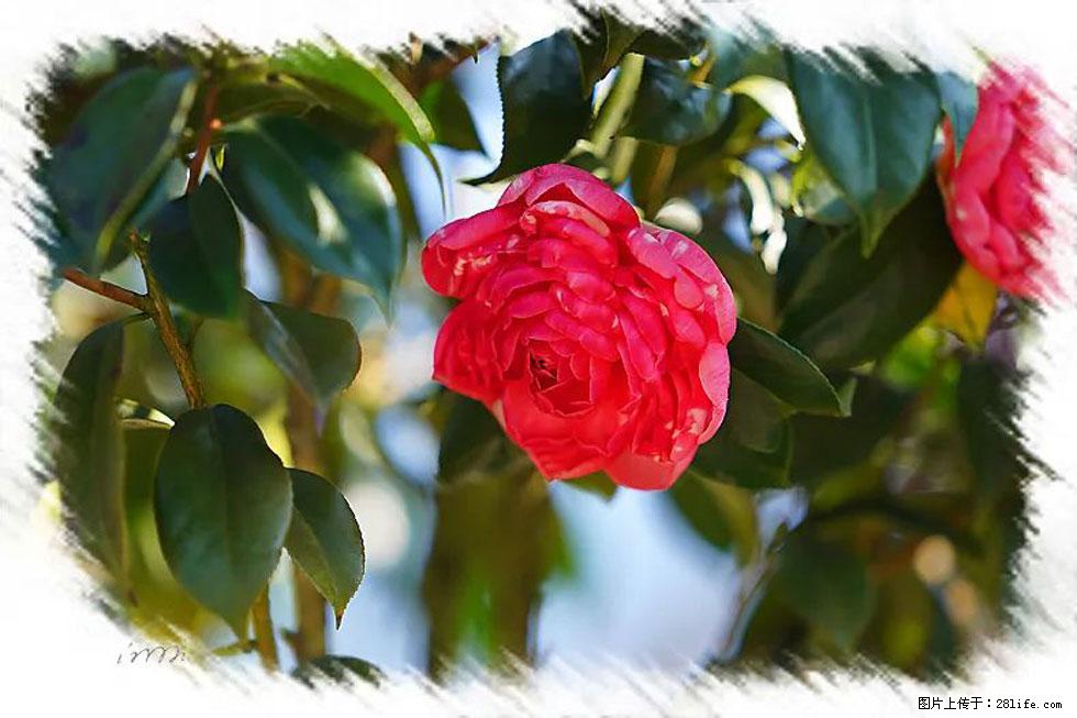 【春天，广西桂林灌阳县向您发出邀请！】杨柳井茶花惹人爱 - 游山玩水 - 大同生活社区 - 大同28生活网 dt.28life.net