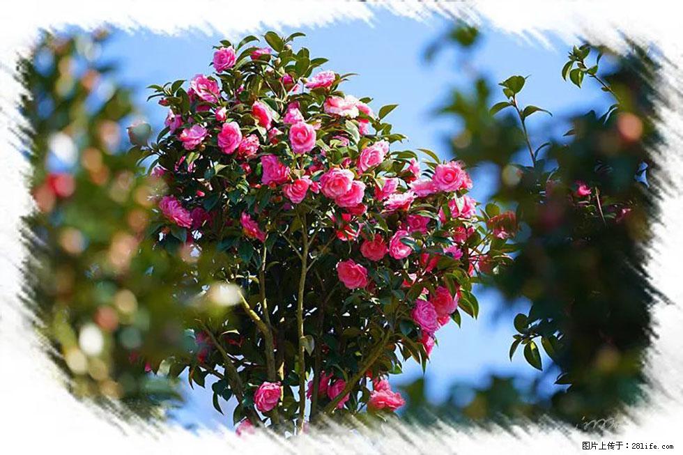 【春天，广西桂林灌阳县向您发出邀请！】杨柳井茶花惹人爱 - 游山玩水 - 大同生活社区 - 大同28生活网 dt.28life.net