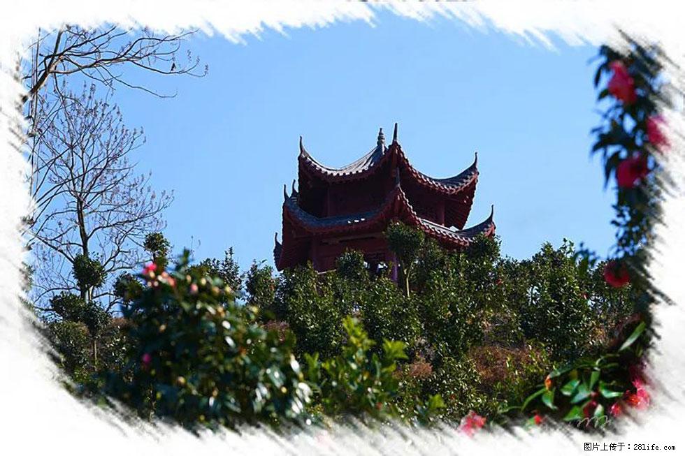【春天，广西桂林灌阳县向您发出邀请！】杨柳井茶花惹人爱 - 游山玩水 - 大同生活社区 - 大同28生活网 dt.28life.net