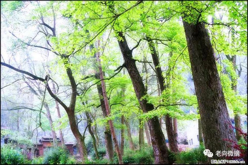 【春天，广西桂林灌阳县向您发出邀请！】在小龙村与春天约会 - 游山玩水 - 大同生活社区 - 大同28生活网 dt.28life.net