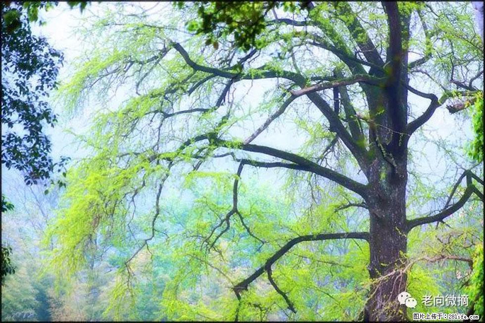 【春天，广西桂林灌阳县向您发出邀请！】在小龙村与春天约会 - 游山玩水 - 大同生活社区 - 大同28生活网 dt.28life.net