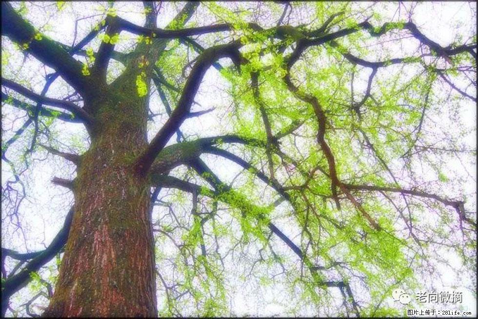 【春天，广西桂林灌阳县向您发出邀请！】在小龙村与春天约会 - 游山玩水 - 大同生活社区 - 大同28生活网 dt.28life.net