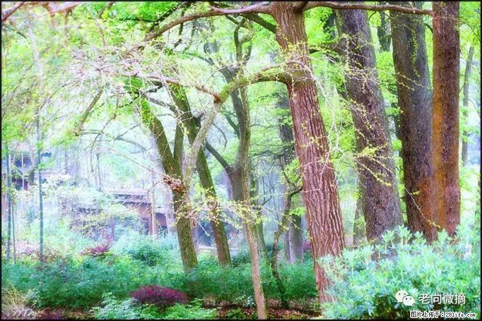 【春天，广西桂林灌阳县向您发出邀请！】在小龙村与春天约会 - 游山玩水 - 大同生活社区 - 大同28生活网 dt.28life.net
