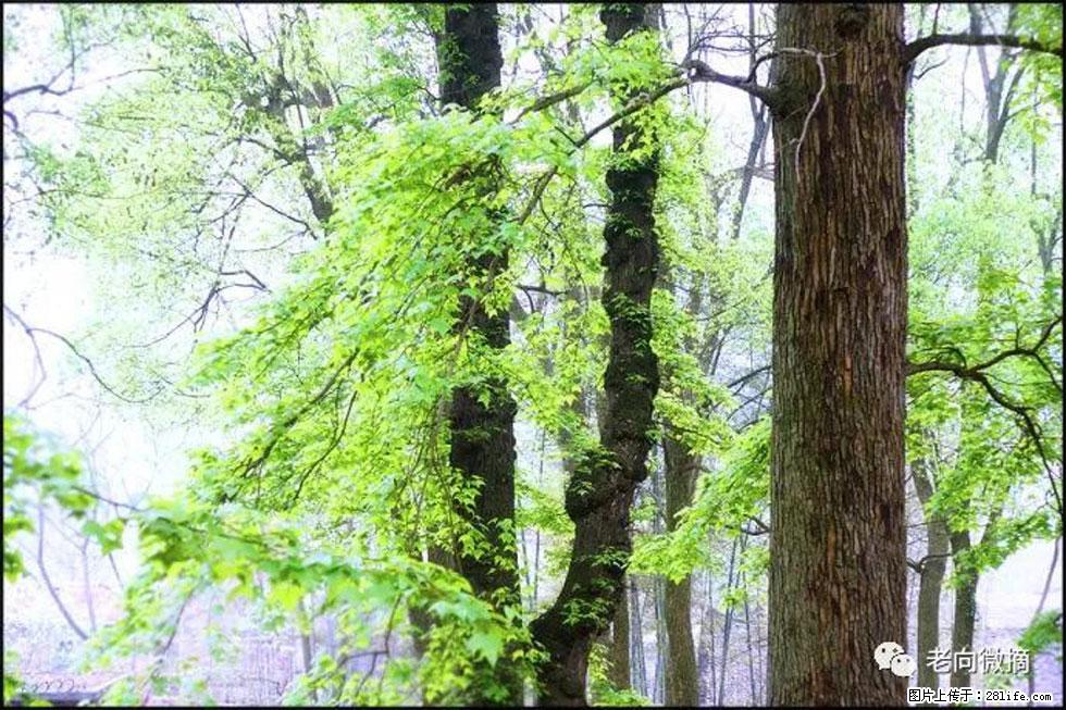 【春天，广西桂林灌阳县向您发出邀请！】在小龙村与春天约会 - 游山玩水 - 大同生活社区 - 大同28生活网 dt.28life.net
