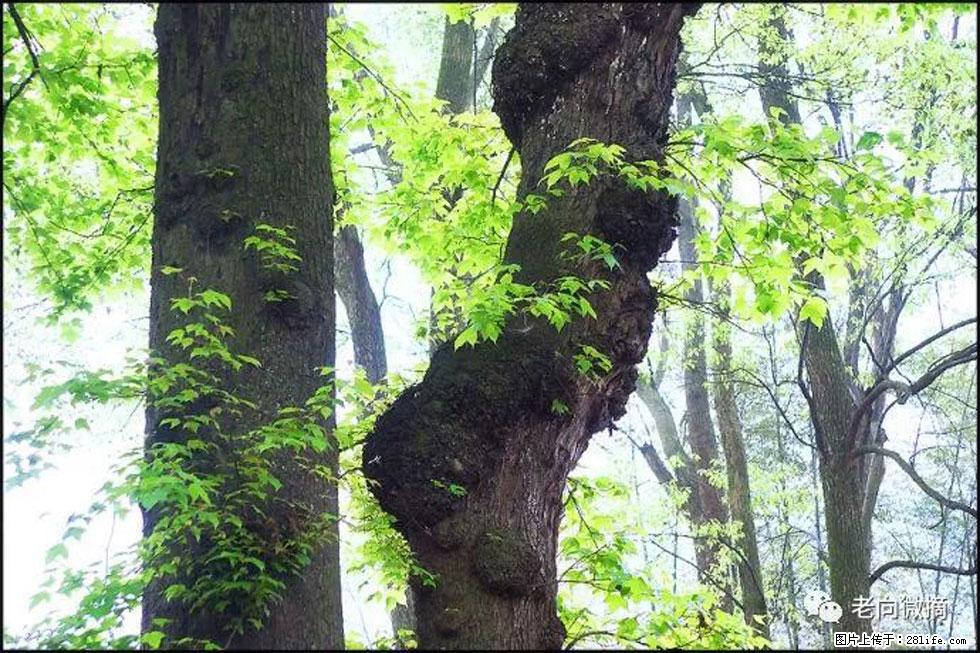 【春天，广西桂林灌阳县向您发出邀请！】在小龙村与春天约会 - 游山玩水 - 大同生活社区 - 大同28生活网 dt.28life.net