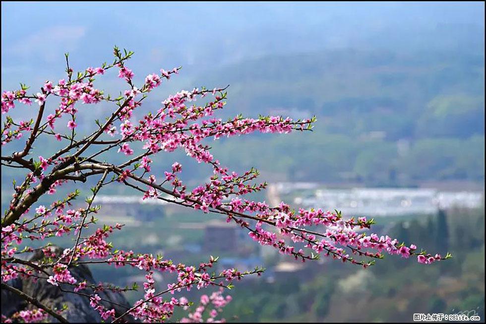 【春天，广西桂林灌阳县向您发出邀请！】望月岭上桃花开 - 游山玩水 - 大同生活社区 - 大同28生活网 dt.28life.net