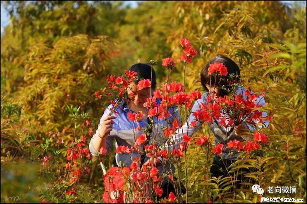 【春天，广西桂林灌阳县向您发出邀请！】登麒麟山，相约映山红 - 游山玩水 - 大同生活社区 - 大同28生活网 dt.28life.net