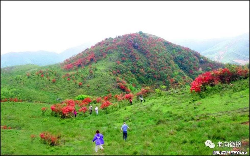 【春天，广西桂林灌阳县向您发出邀请！】宝盖山上映山红 - 游山玩水 - 大同生活社区 - 大同28生活网 dt.28life.net