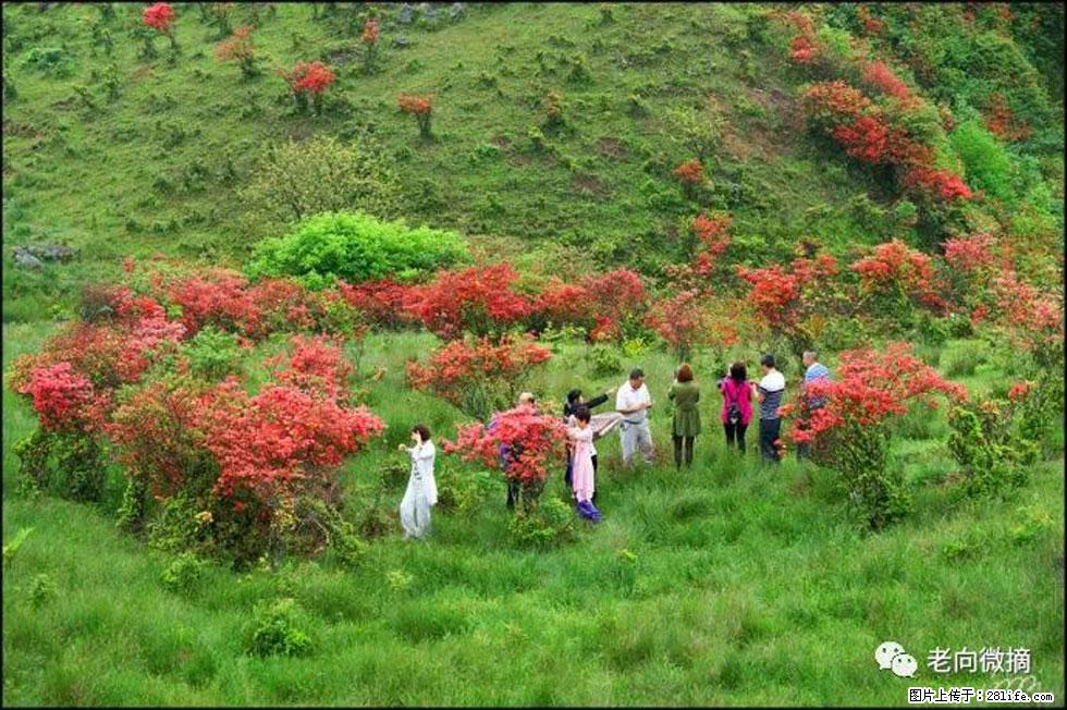 【春天，广西桂林灌阳县向您发出邀请！】宝盖山上映山红 - 游山玩水 - 大同生活社区 - 大同28生活网 dt.28life.net