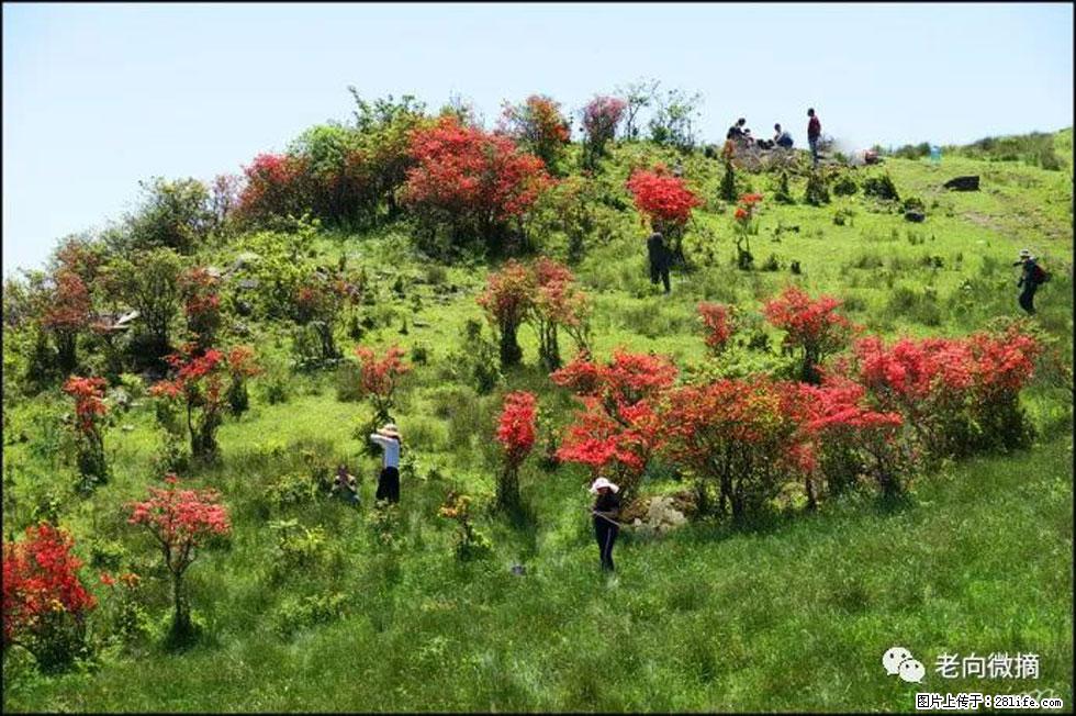 【春天，广西桂林灌阳县向您发出邀请！】宝盖山上映山红 - 游山玩水 - 大同生活社区 - 大同28生活网 dt.28life.net