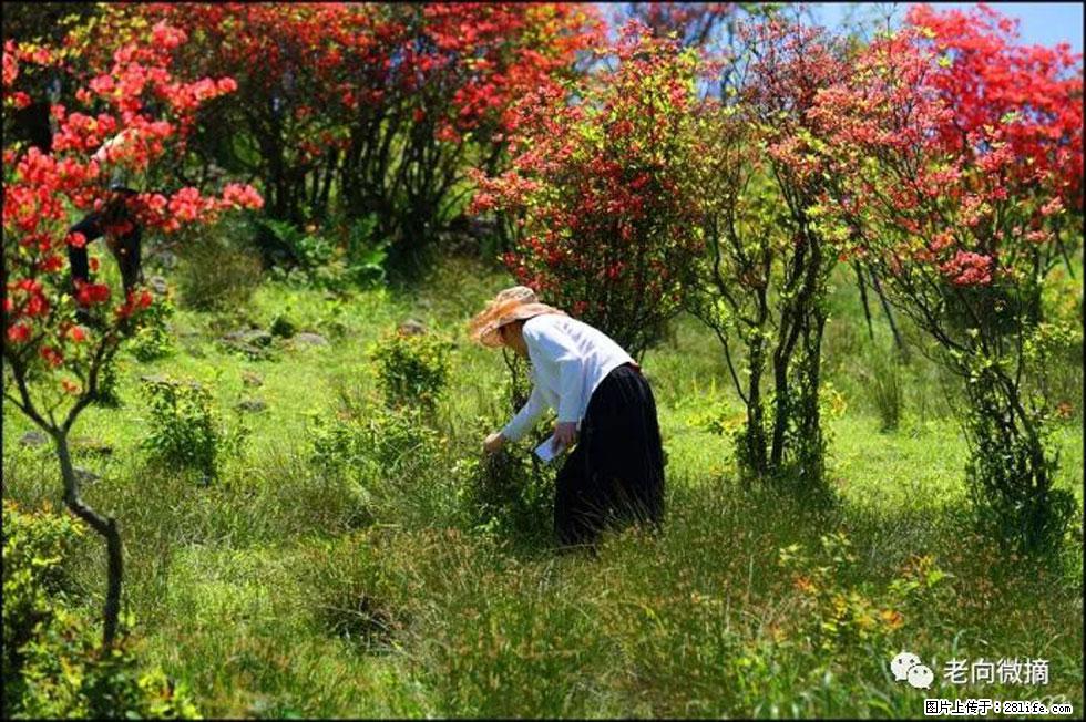 【春天，广西桂林灌阳县向您发出邀请！】宝盖山上映山红 - 游山玩水 - 大同生活社区 - 大同28生活网 dt.28life.net