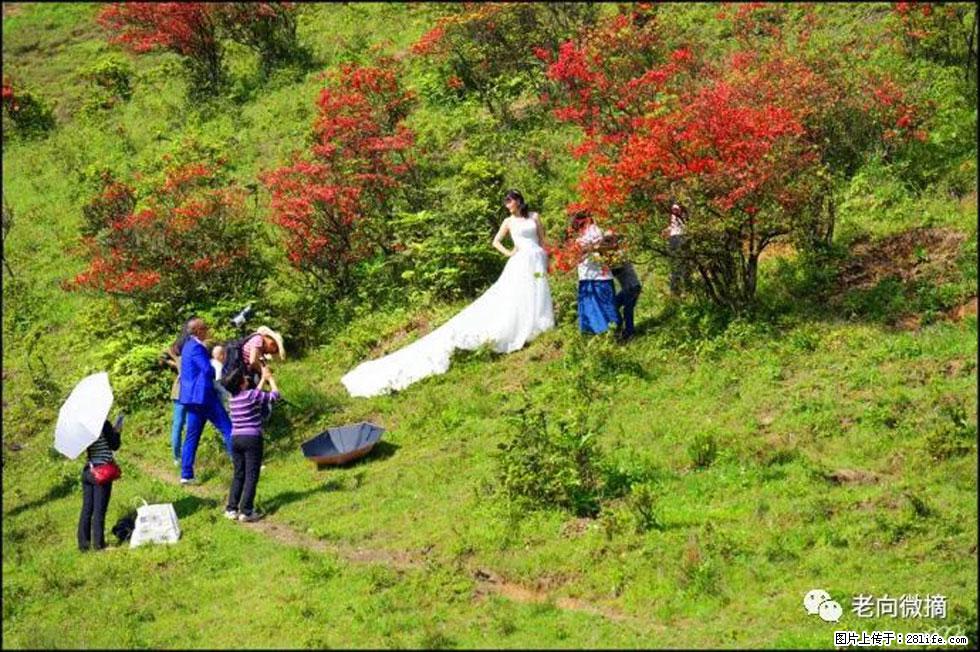 【春天，广西桂林灌阳县向您发出邀请！】宝盖山上映山红 - 游山玩水 - 大同生活社区 - 大同28生活网 dt.28life.net