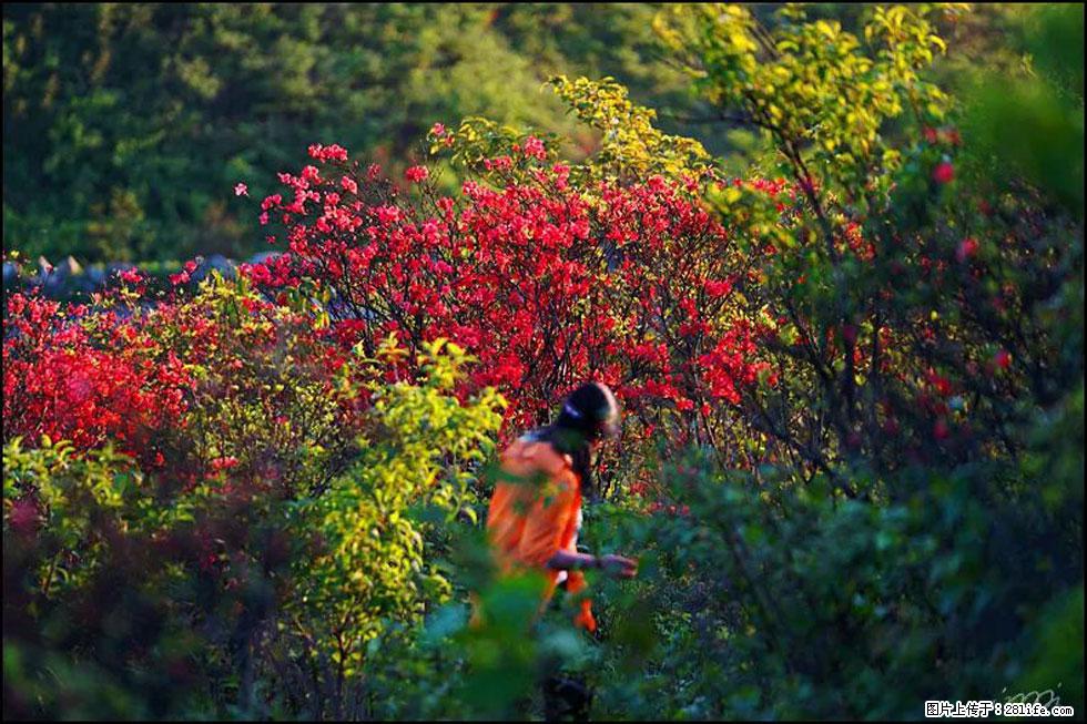 【春天，广西桂林灌阳县向您发出邀请！】春木界上映山红 - 游山玩水 - 大同生活社区 - 大同28生活网 dt.28life.net