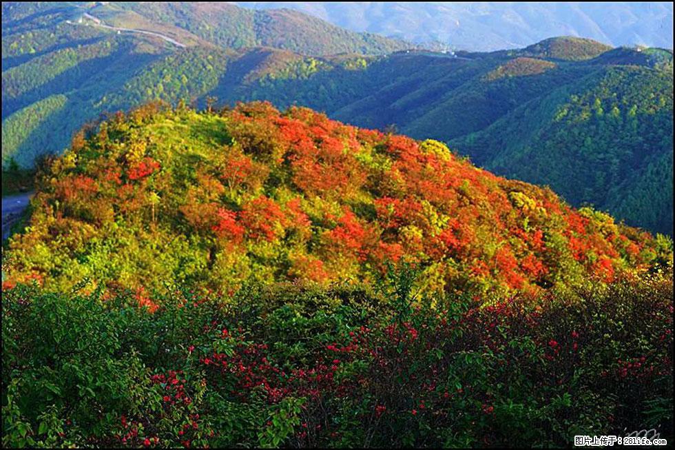 【春天，广西桂林灌阳县向您发出邀请！】春木界上映山红 - 游山玩水 - 大同生活社区 - 大同28生活网 dt.28life.net