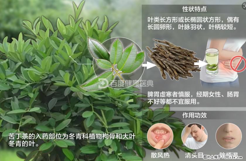 苦丁茶有哪些功效和作用 - 生活百科 - 大同生活社区 - 大同28生活网 dt.28life.net
