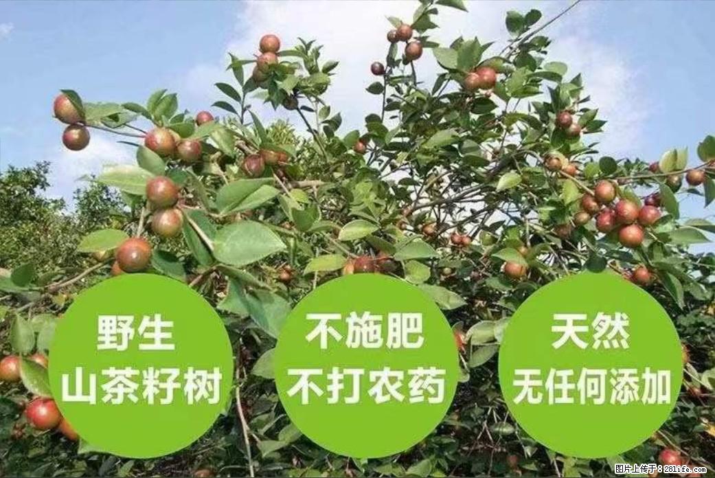 【灌阳县油茶产业示范区】一个有着充实的精神生活的人，对待身外之物自会有一种淡泊的态度 - 土特产 - 饮食特产 - 大同分类信息 - 大同28生活网 dt.28life.net