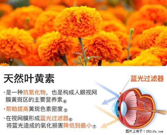 叶黄素有什么功效和作用 - 生活百科 - 大同生活社区 - 大同28生活网 dt.28life.net