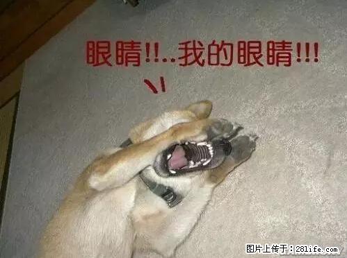 笑癫了!一女的怀孕三年未生,他终于忍不住了... - 娱乐八卦 - 大同生活社区 - 大同28生活网 dt.28life.net