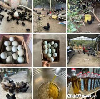油茶园从小鸡仔开始养起的纯土鸡、土鸡蛋可以预定啦！还有前几天刚榨的纯山茶油哦 - 大同28生活网 dt.28life.net