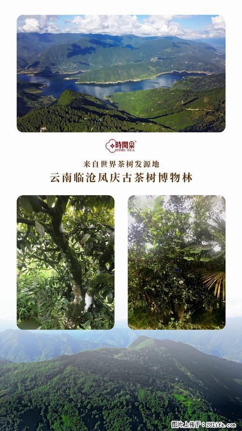 时间果百年古树2025年春红茶 - 购物交流 - 大同生活社区 - 大同28生活网 dt.28life.net