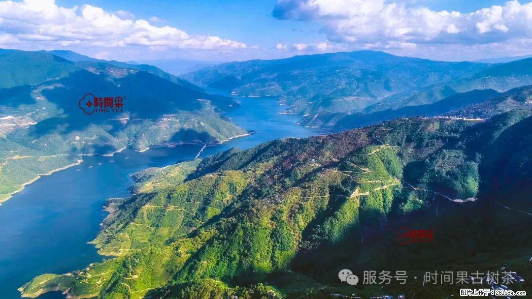 时间果百年古树龙珠普洱生茶 - 购物交流 - 大同生活社区 - 大同28生活网 dt.28life.net