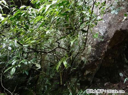 平乐石崖茶，珍贵仅次于金花茶 - 大同生活资讯 - 大同28生活网 dt.28life.net