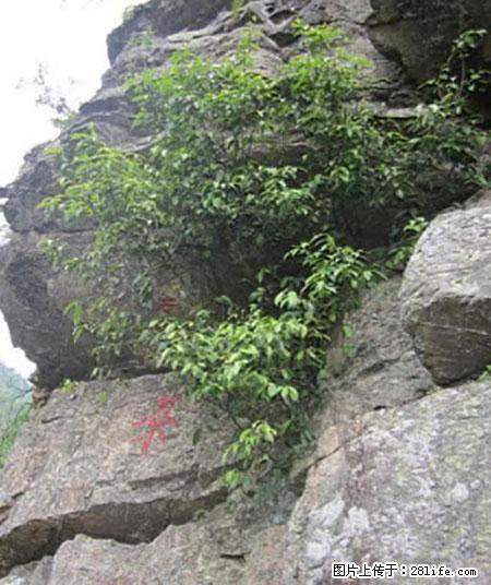 平乐石崖茶，珍贵仅次于金花茶 - 大同生活资讯 - 大同28生活网 dt.28life.net