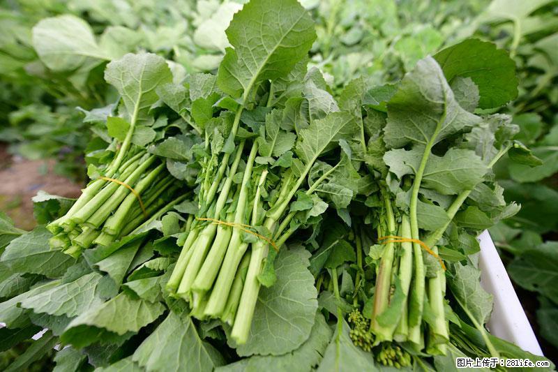 这些蔬菜是“天然钙片”，这6种被医生重点推荐 - 大同生活资讯 - 大同28生活网 dt.28life.net